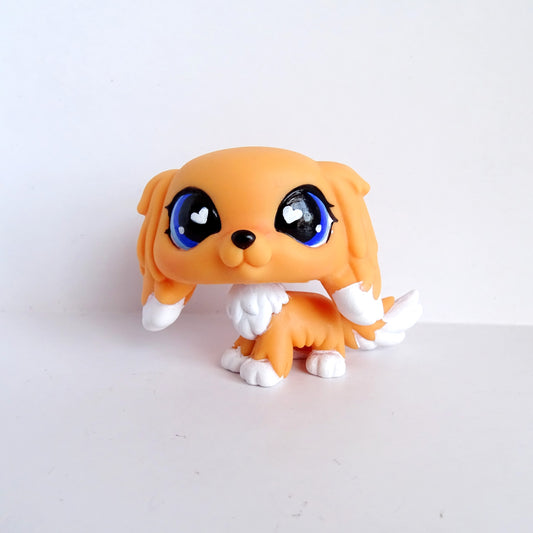 G7 King Charles Spaniel Partial Custom