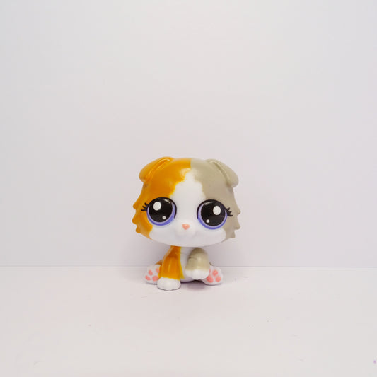 Lps #G7-#152 Scottish Fold Kitten