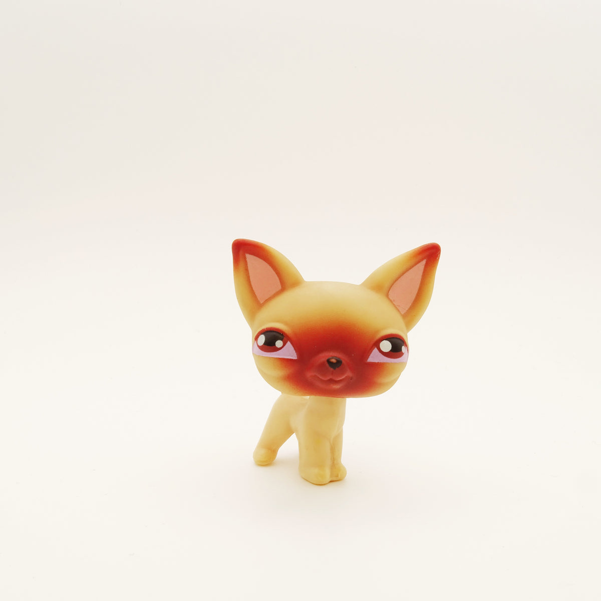 Lps 1 Chihuahua