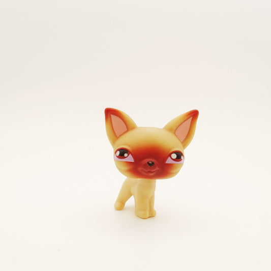 Lps 1 Chihuahua