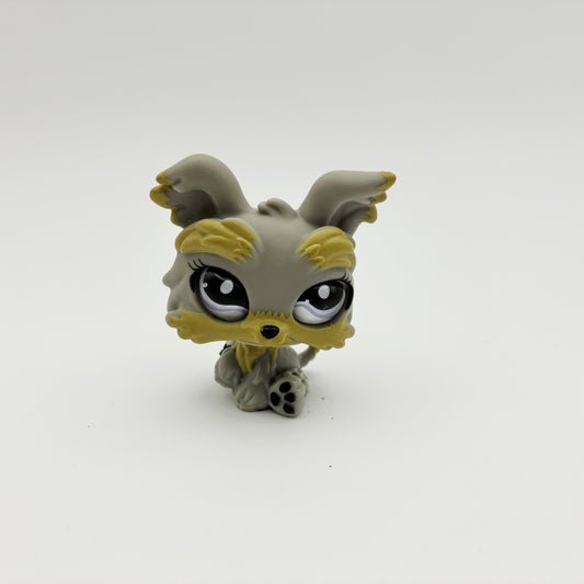 Lps 883 Glass Eyed Yorkie
