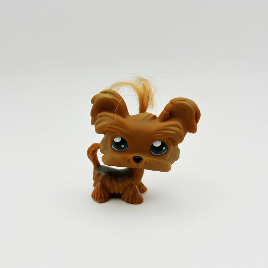 Lps 6 shitzu